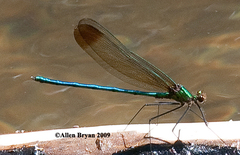 Calopteryx amata