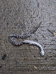 Lampropeltis triangulum