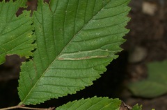 Agromyza aristata