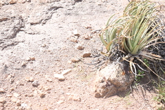 Aspidoscelis gularis