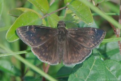 Erynnis zarucco