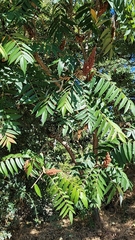 Rhus typhina