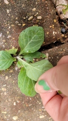 Salvia lyrata