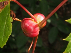 Ampelomyia vitispomum