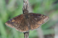 Erynnis zarucco