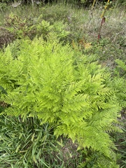 Pteridium aquilinum pseudocaudatum