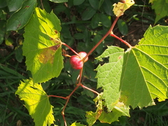 Ampelomyia vitispomum