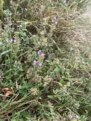 Thymus pulegioides