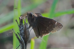 Erynnis zarucco