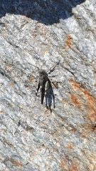 Oedipoda germanica