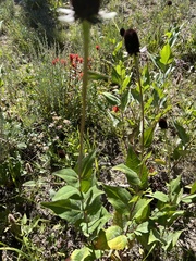 Rudbeckia occidentalis