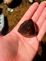 Truncilla truncata