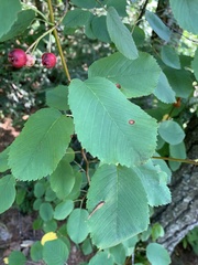 Amelanchier alnifolia