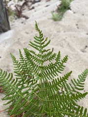 Pteridium aquilinum pubescens
