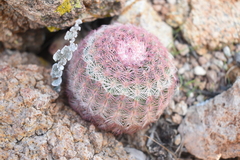 Echinocereus pectinatus pectinatus