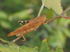 Dissosteira carolina