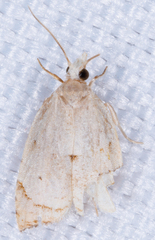 Coelostathma discopunctana