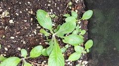 Salvia lyrata