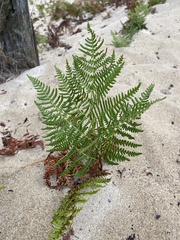 Pteridium aquilinum pubescens