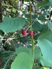 Amelanchier alnifolia