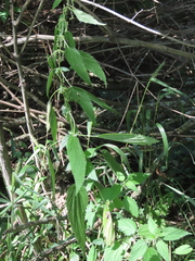 Urtica gracilis