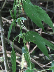 Urtica gracilis