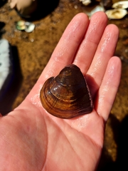 Truncilla truncata