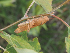Dissosteira carolina