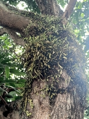 Pyrrosia