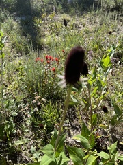 Rudbeckia occidentalis