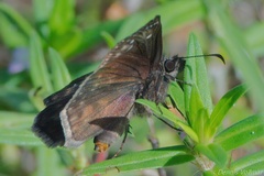 Erynnis zarucco