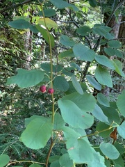 Amelanchier alnifolia