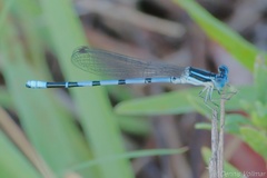 Argia bipunctulata