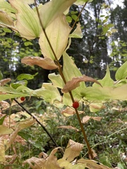 Prosartes hookeri