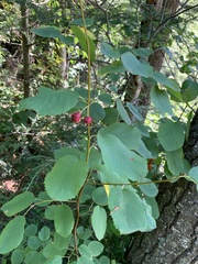Amelanchier alnifolia