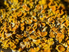 Xanthoria parietina