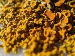 Xanthoria parietina