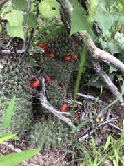 Mammillaria sheldonii