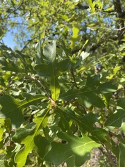 Quercus buckleyi