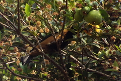Stilpnia cayana
