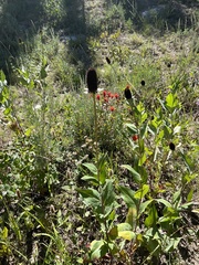 Rudbeckia occidentalis