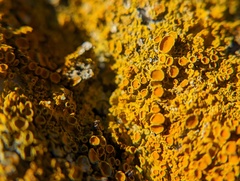 Xanthoria parietina