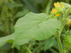 Ichneumonoidea