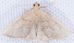 Macrochilo litophora