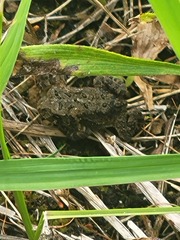 Anaxyrus americanus