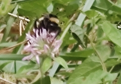 Bombus pensylvanicus