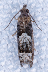 Eucosma parmatana