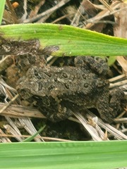 Anaxyrus americanus