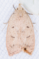 Machimia tentoriferella