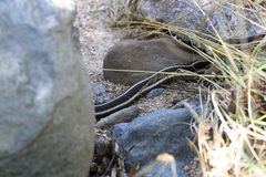 Thamnophis cyrtopsis